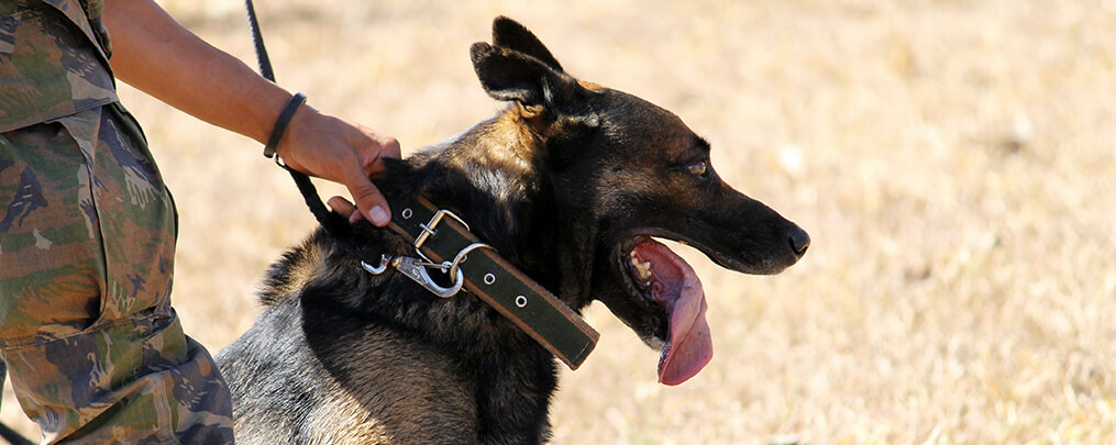 How to Support Military Members and Veterans (and Their Pets)