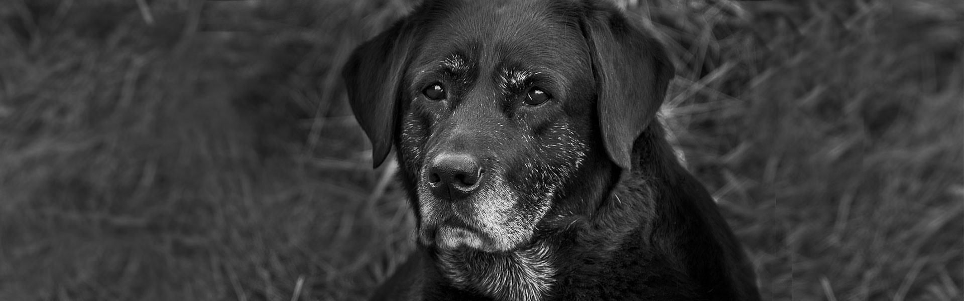 Health Issues in Senior Dogs