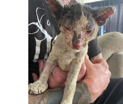 A pet rescued from the wildfires