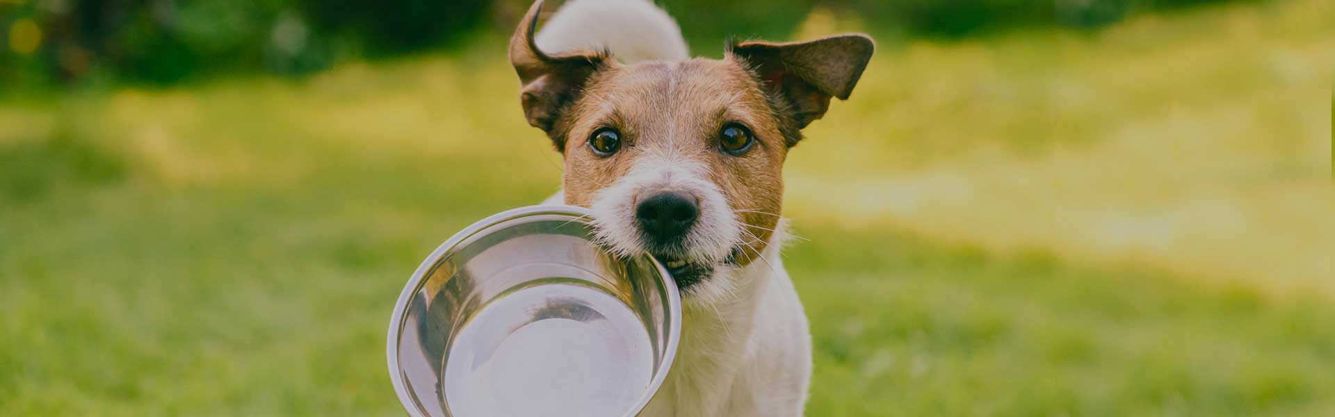 Waggle Wellness: Feeding Your Dog