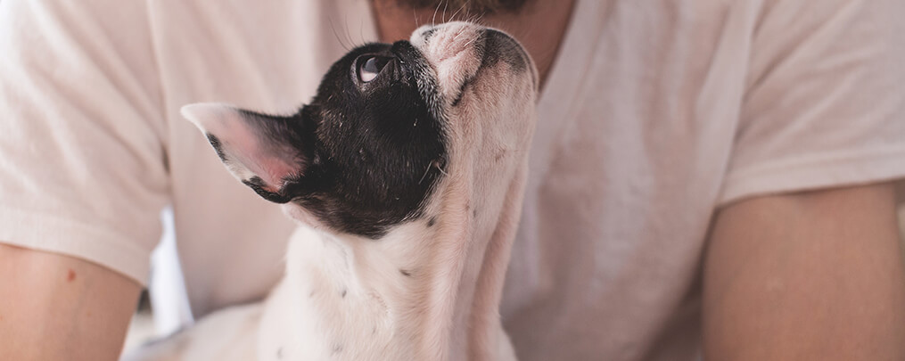 Steve Dale's Pet World Podcast with Waggle CEO Steven Mornelli