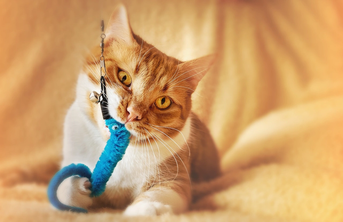 Why Preventive Care is Key to Avoiding Veterinary Emergencies