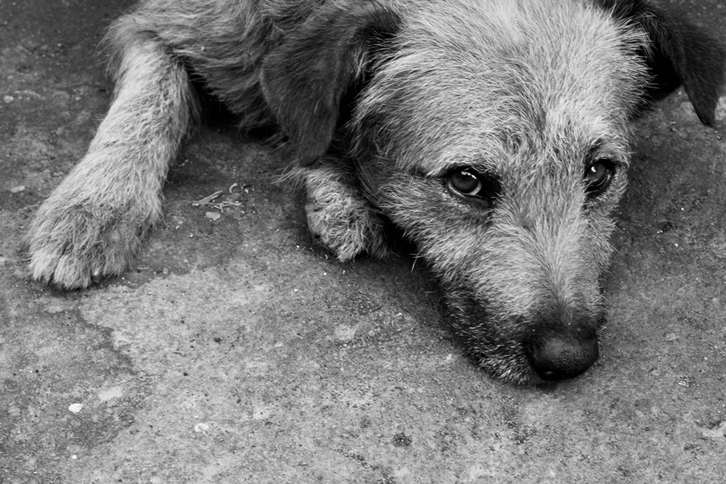 A dog sheltering indoors during a storm