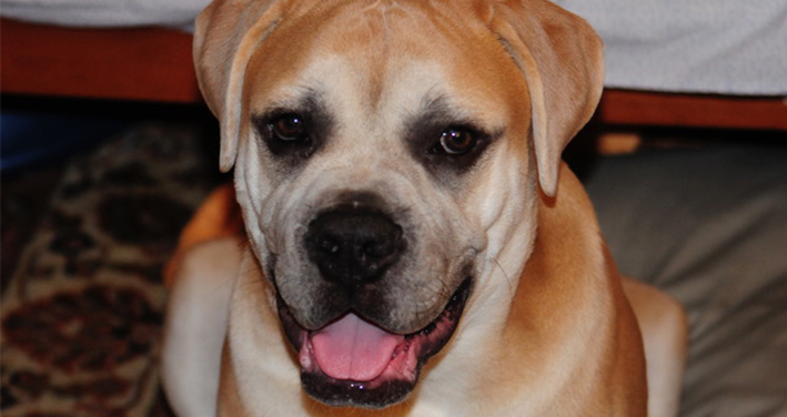 A New Fund to Honor Eli, an Extraordinary Dog
