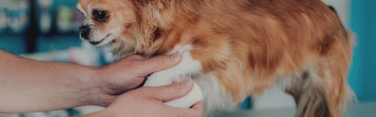 Considerations When Asking for Help With Emergency Pet Services