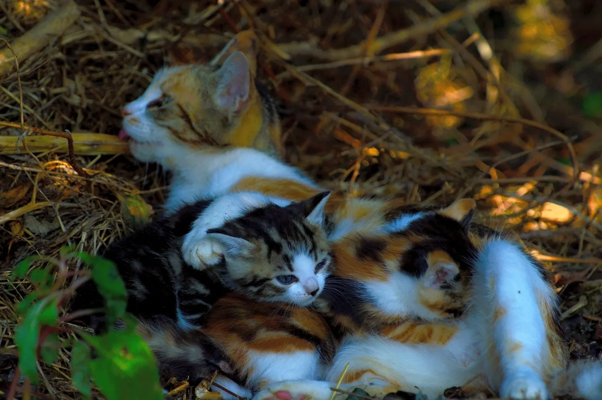 Understanding Kitten Season: The Hidden Impact on Animal Shelters