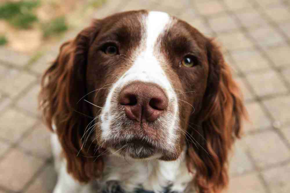 Veterinary Partner Spotlight: VCA Shoreline