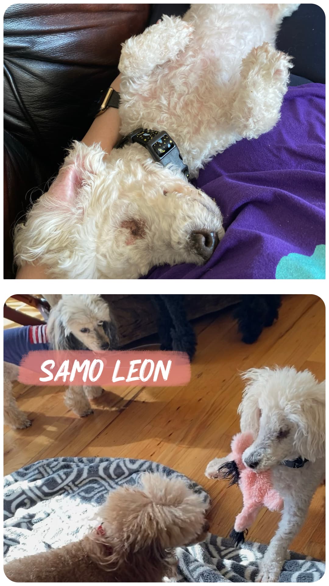 Leon