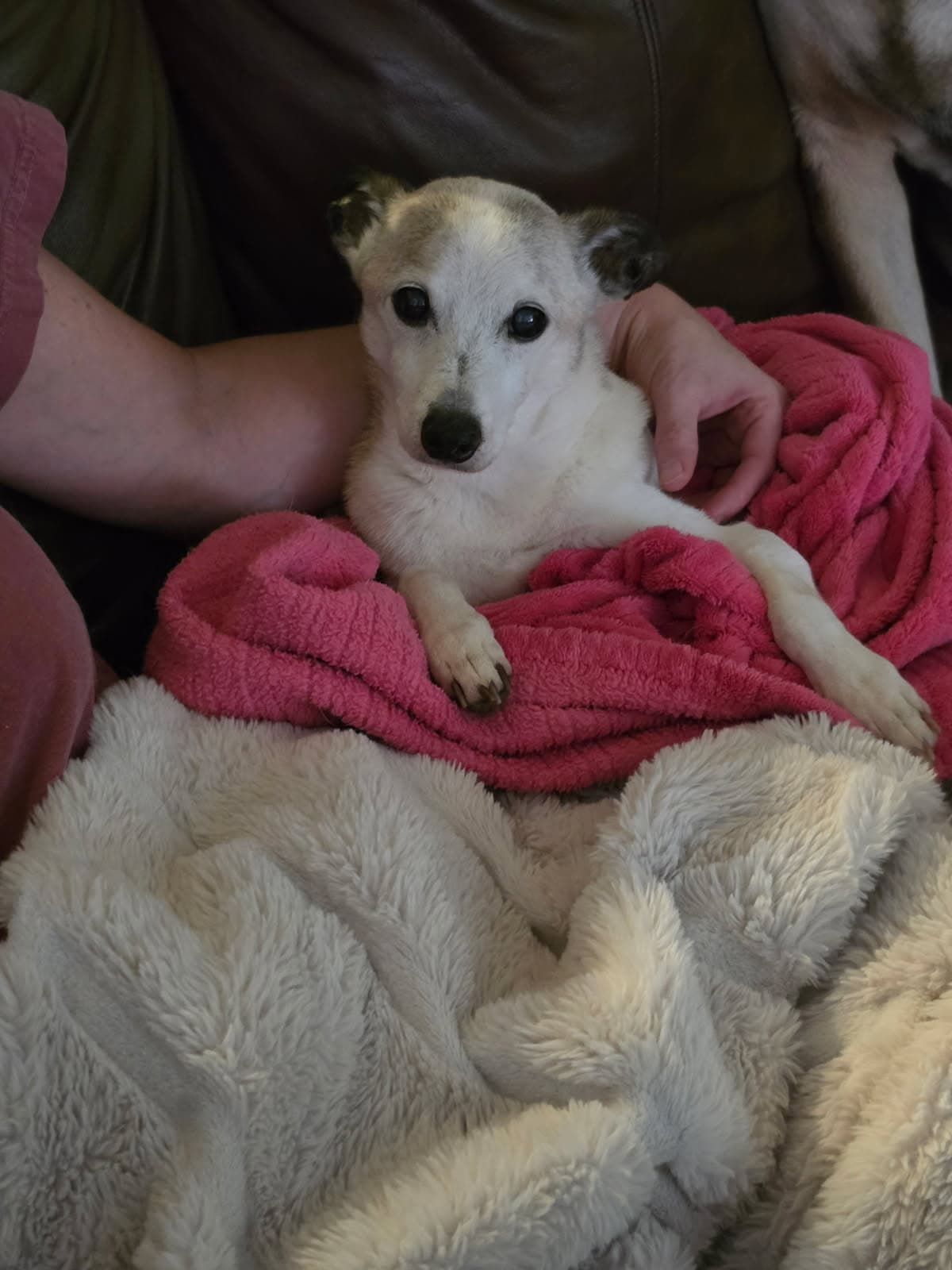 Grandma Biscuit