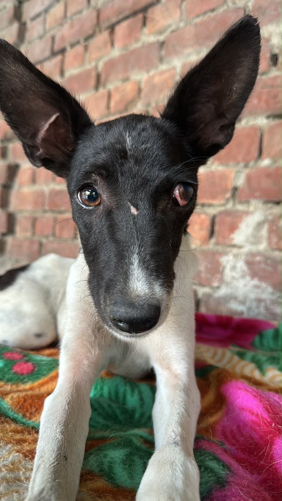 Radha
