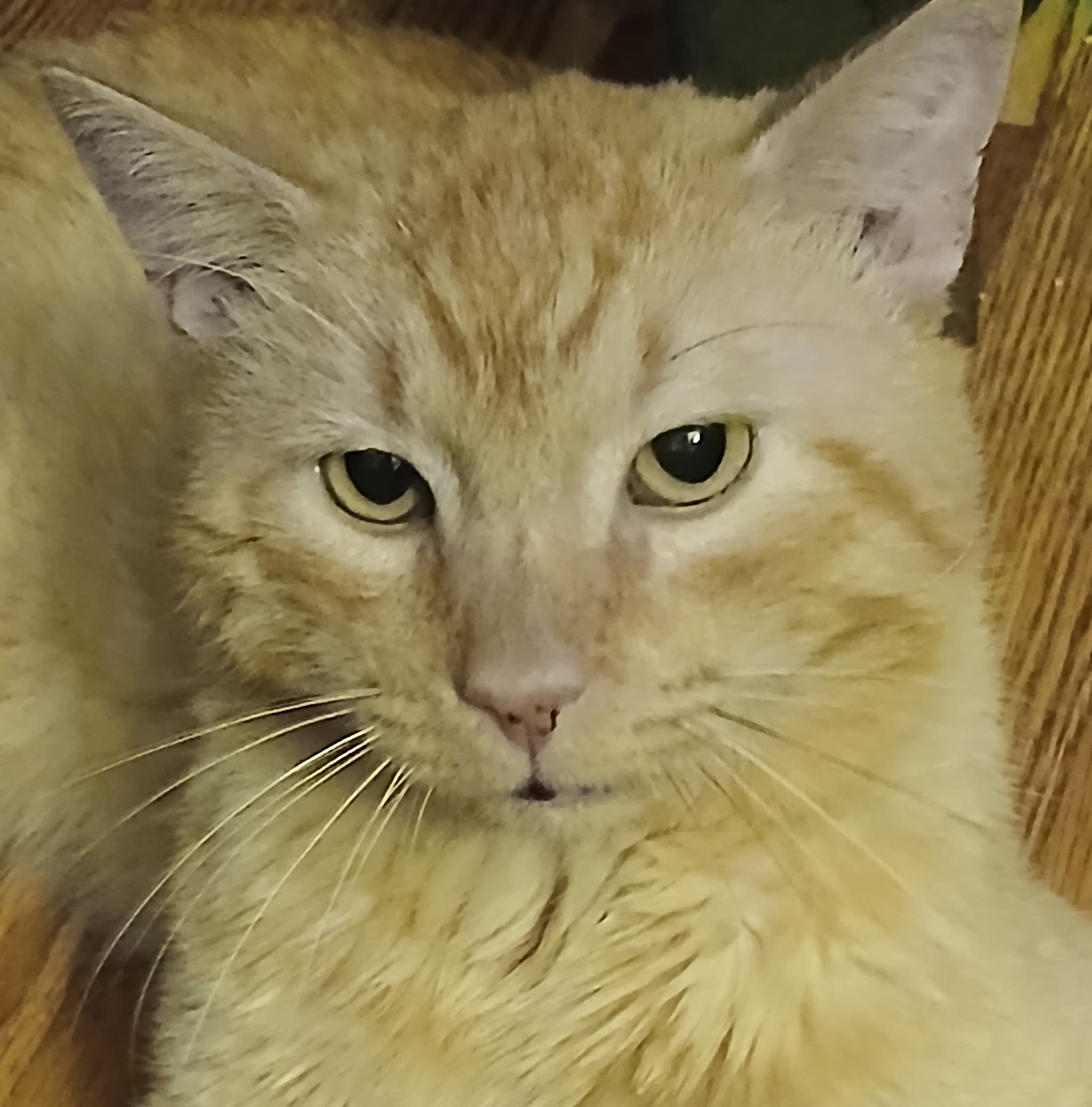 Stanley