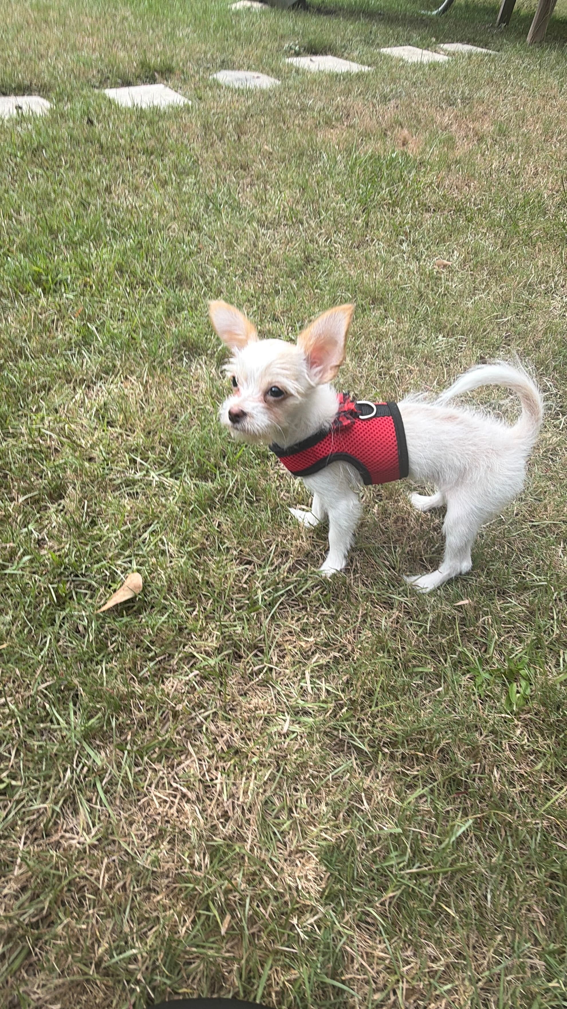 Lilly Lu