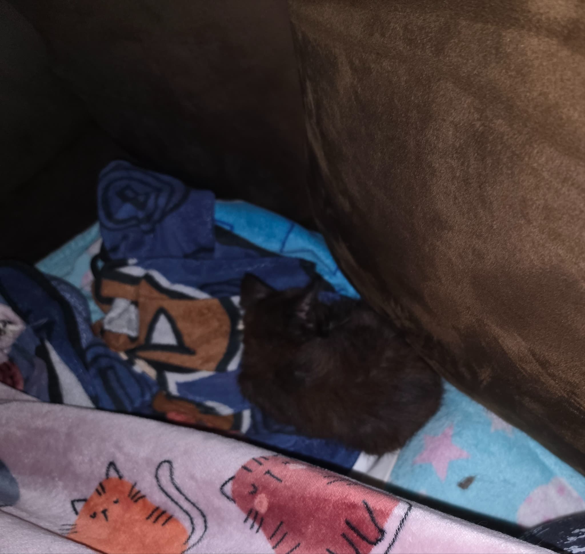 All tuckered out