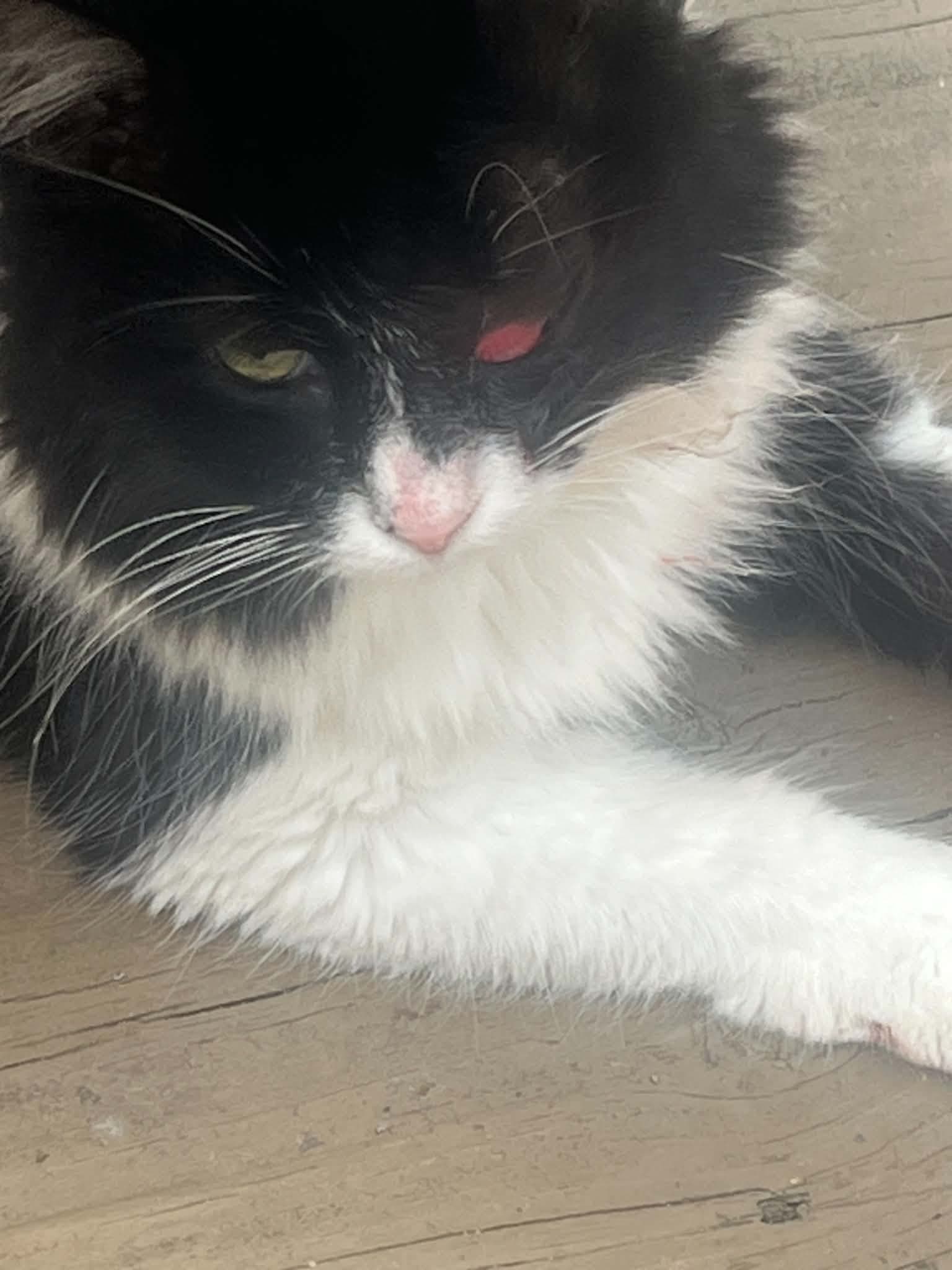 He desperately needs surgery immediately