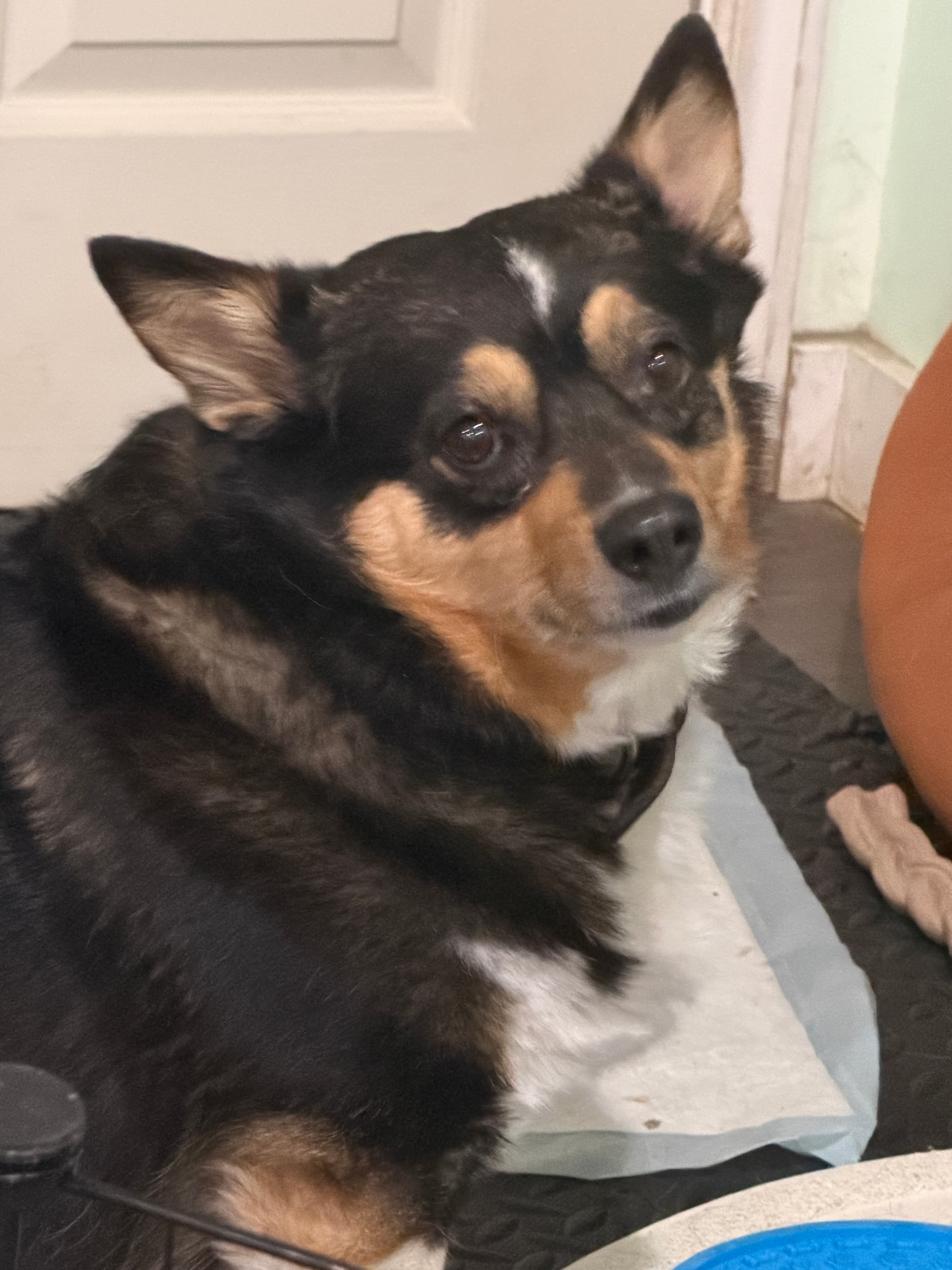 Mia