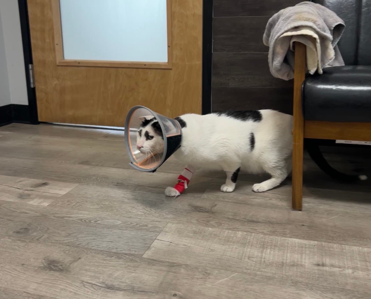 Gizmo