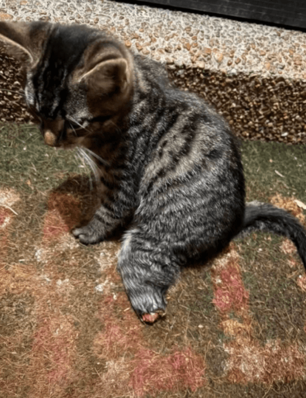 Before he came to Proverbs 12:10 Animal Rescue