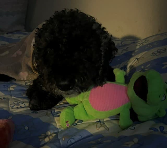 Dexter- The little 'ol man miracle