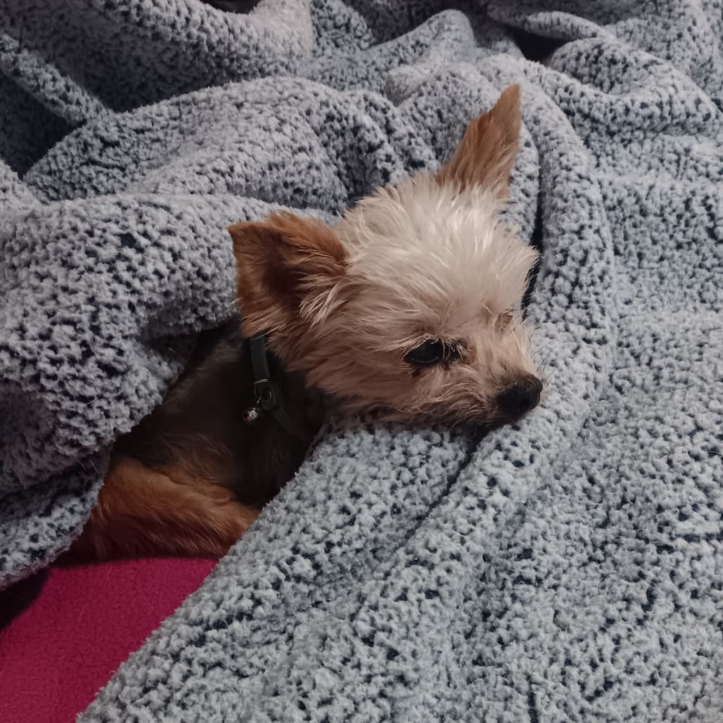 Wilbur