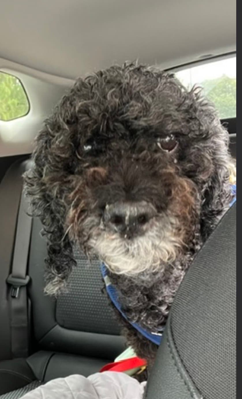 Dexter- The little 'ol man miracle