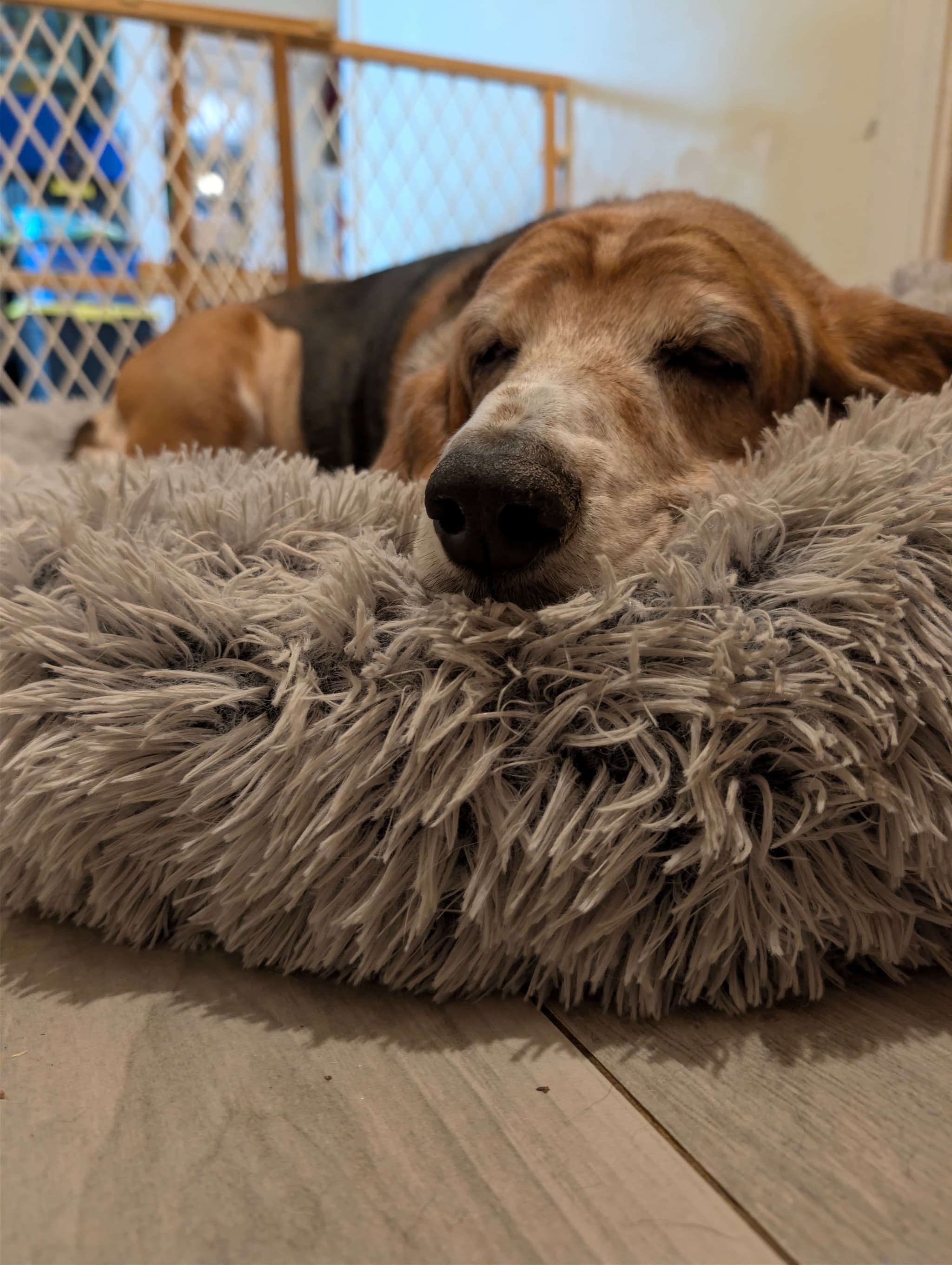 Lady Charlie