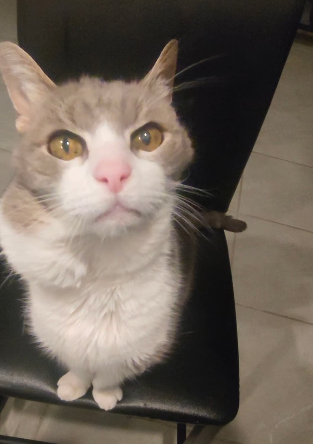 Loki