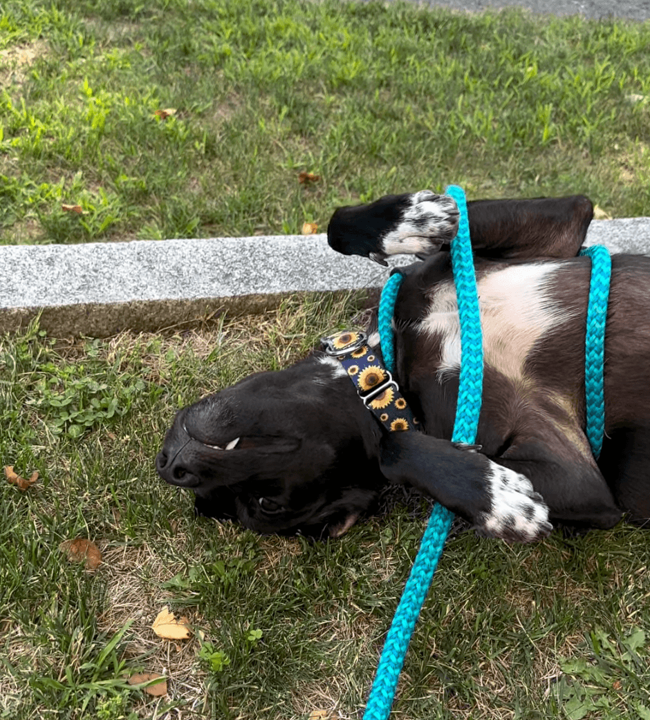 Fiona