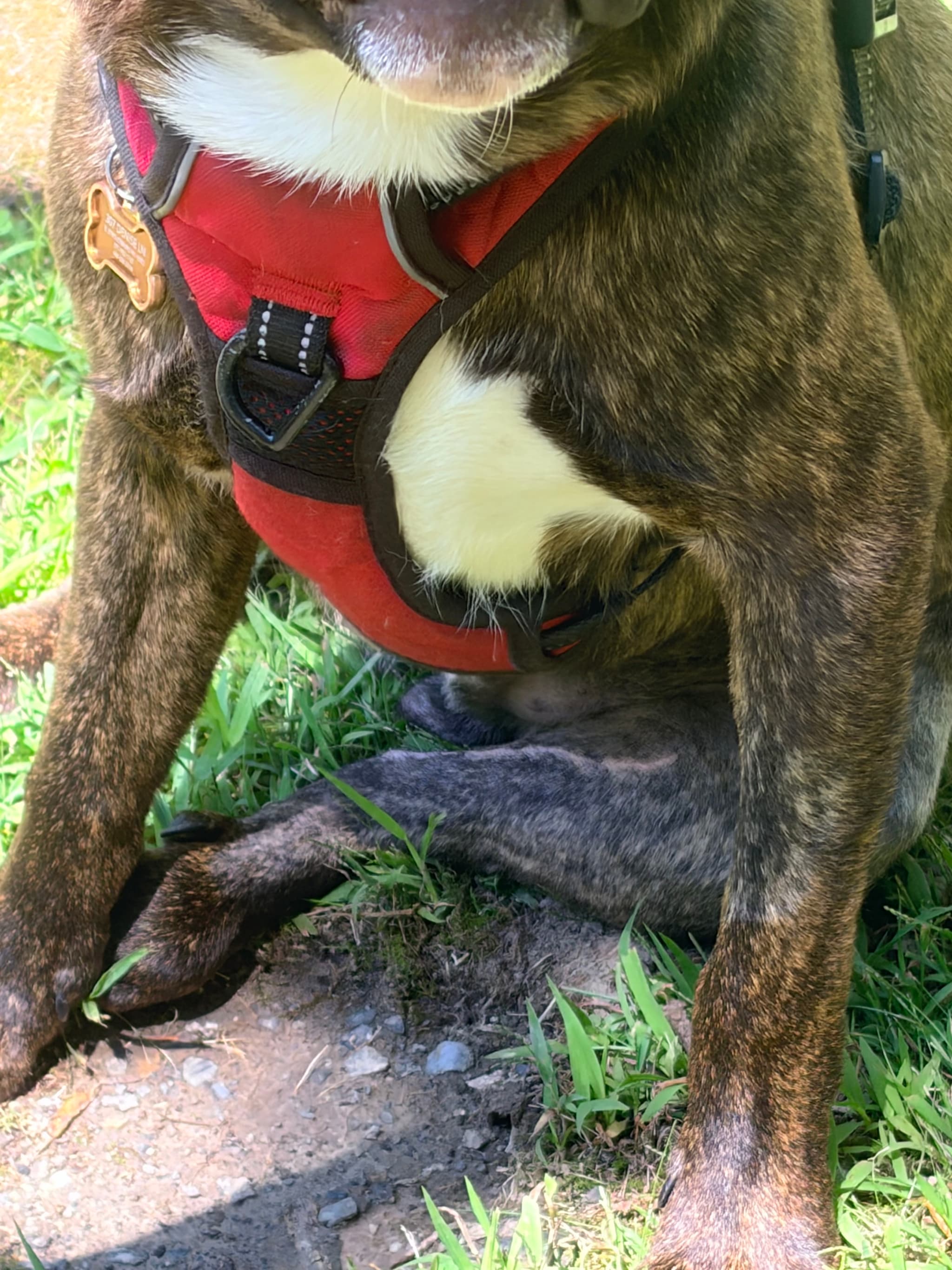 Bruno