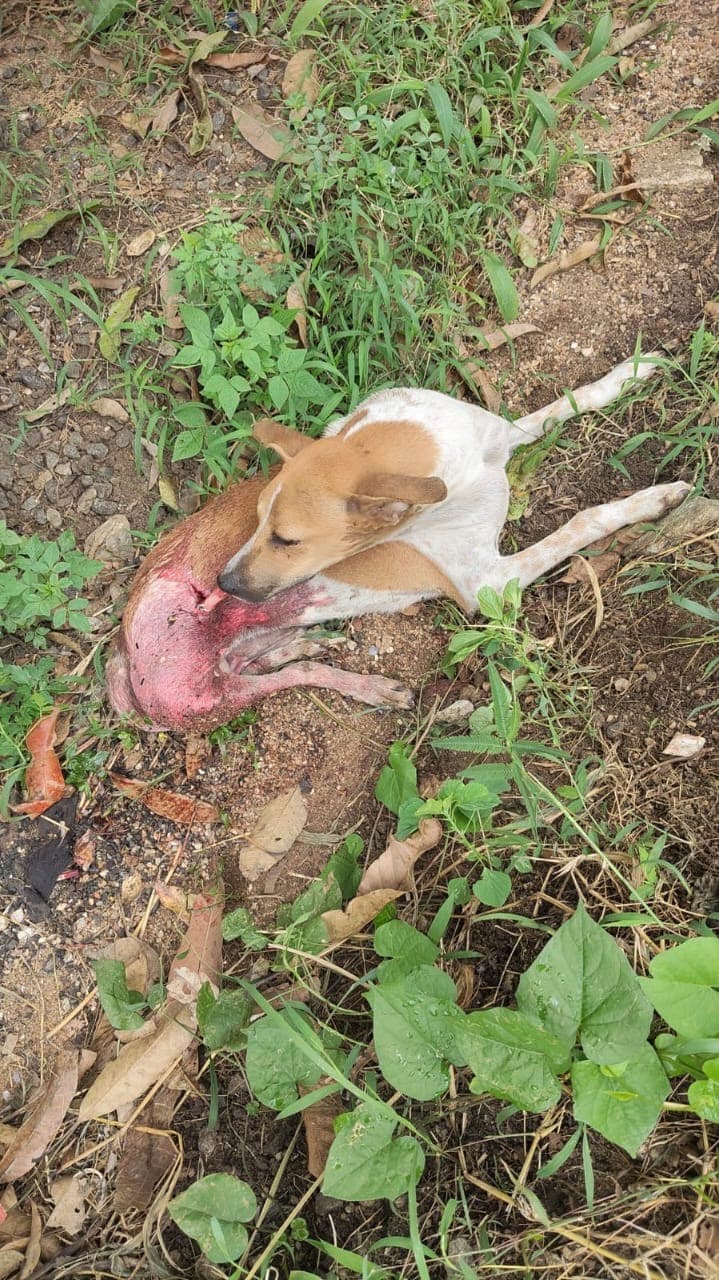Photo of Teres