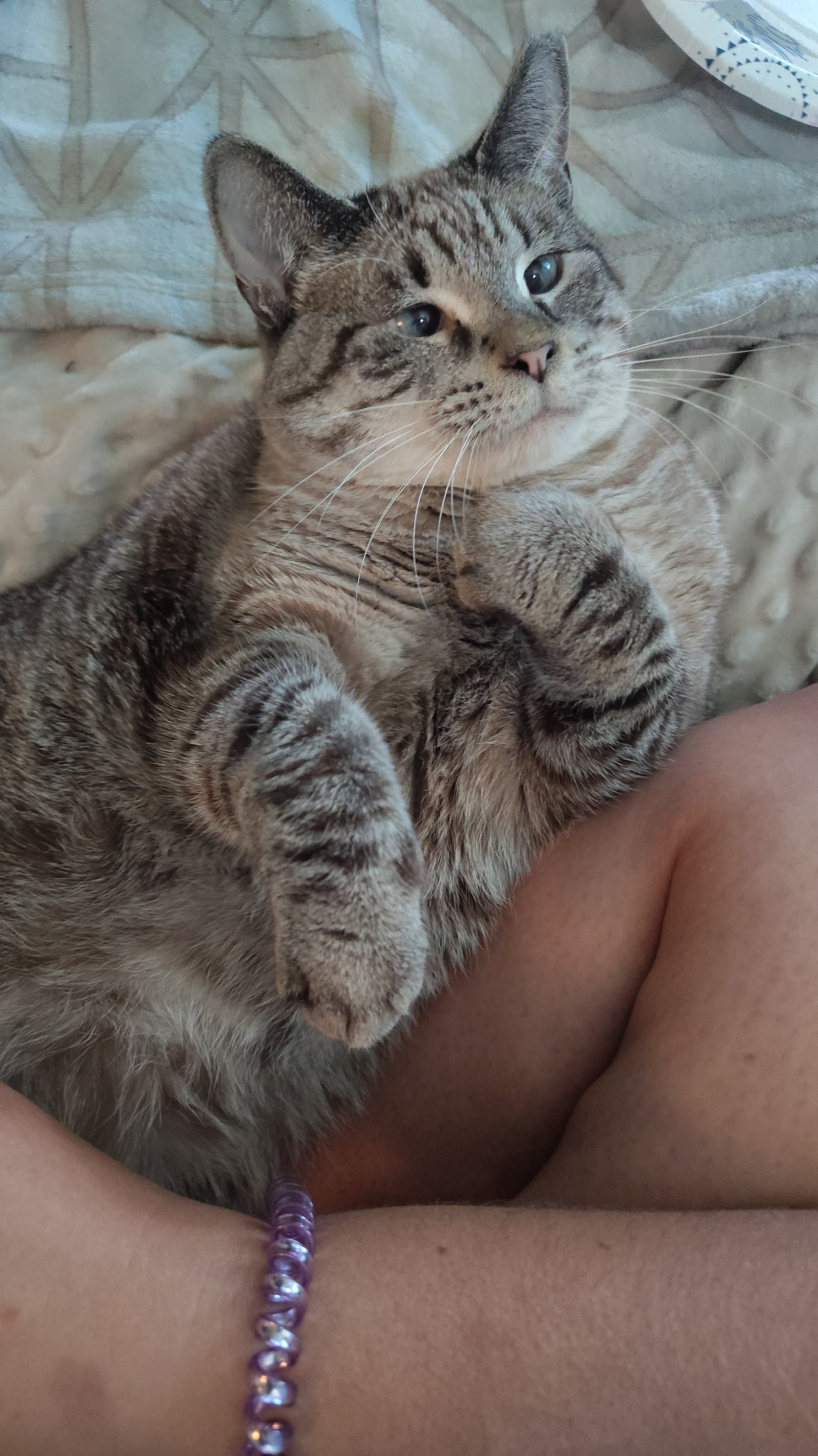 Photo of Snowball