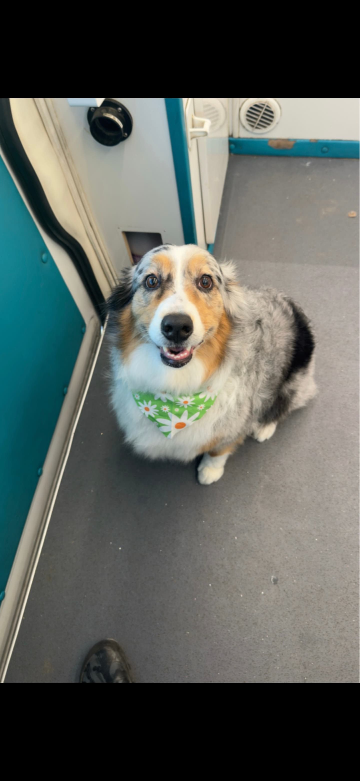 Photo of Cookie