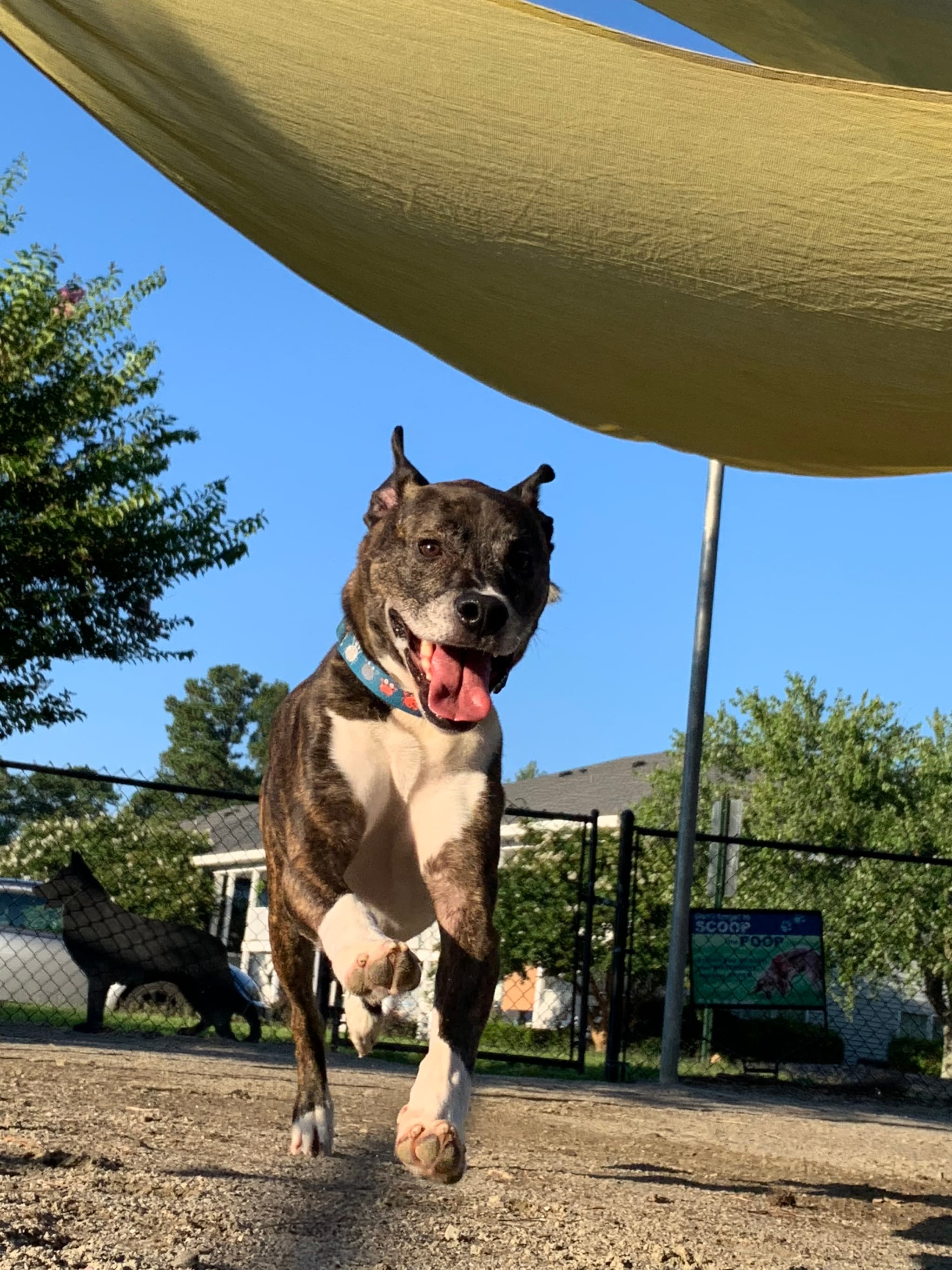 Photo of Rocky