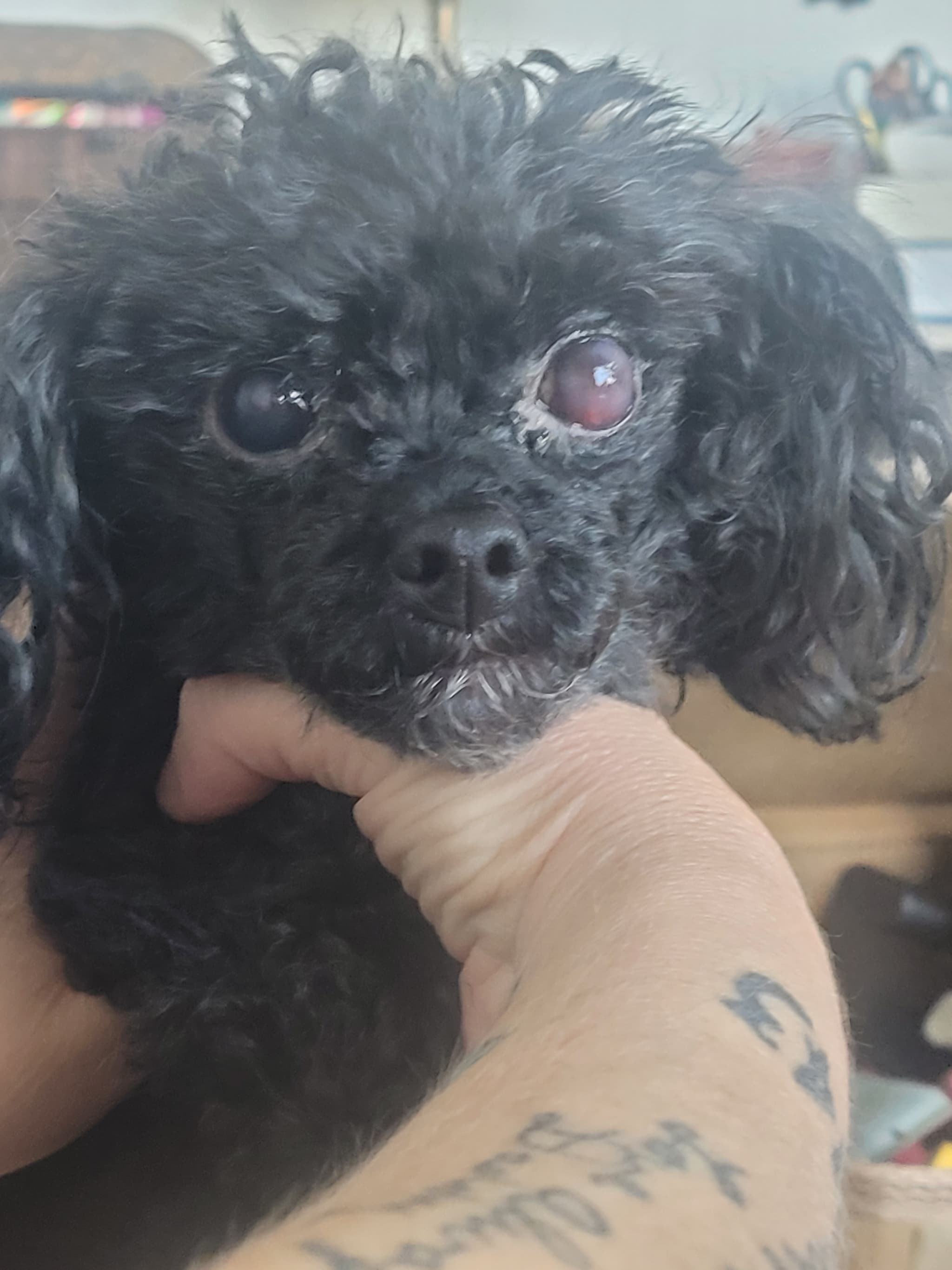 Photo of Frankie
