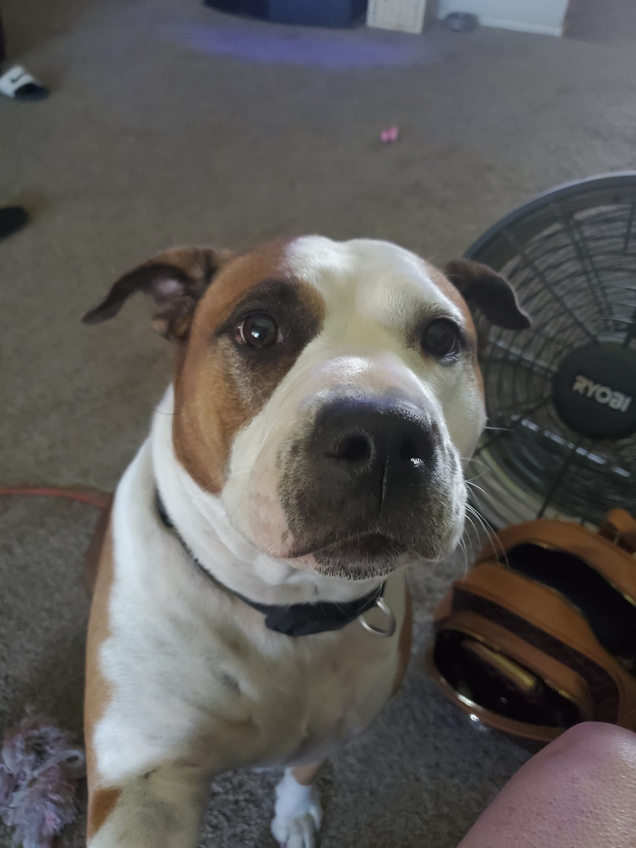 Photo of Nala