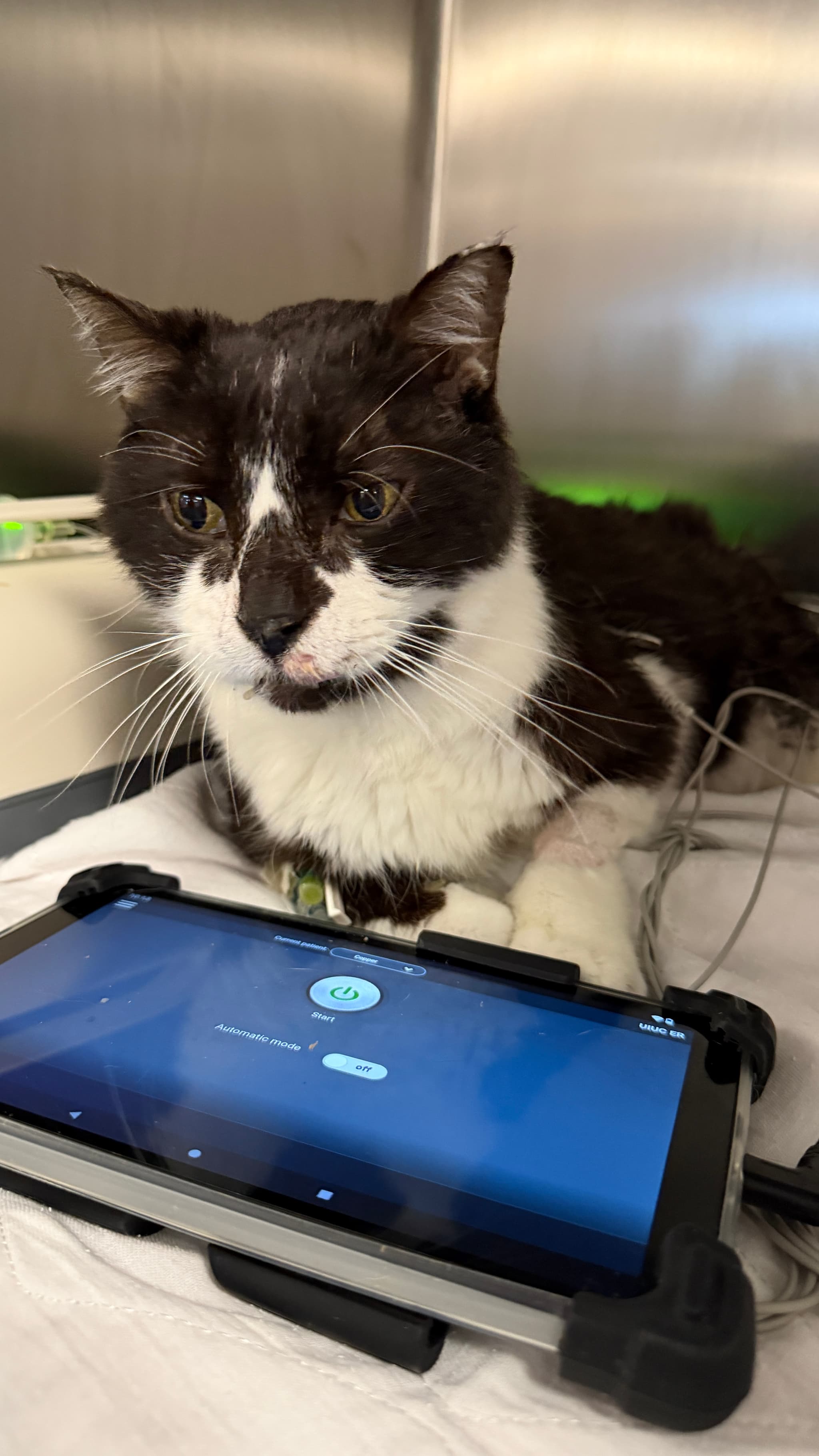 Photo of Olive