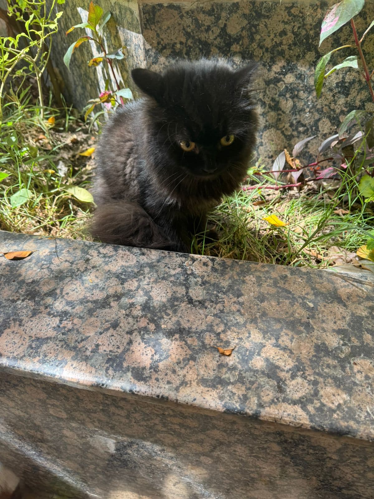 Photo of October TNVR for 5 cats