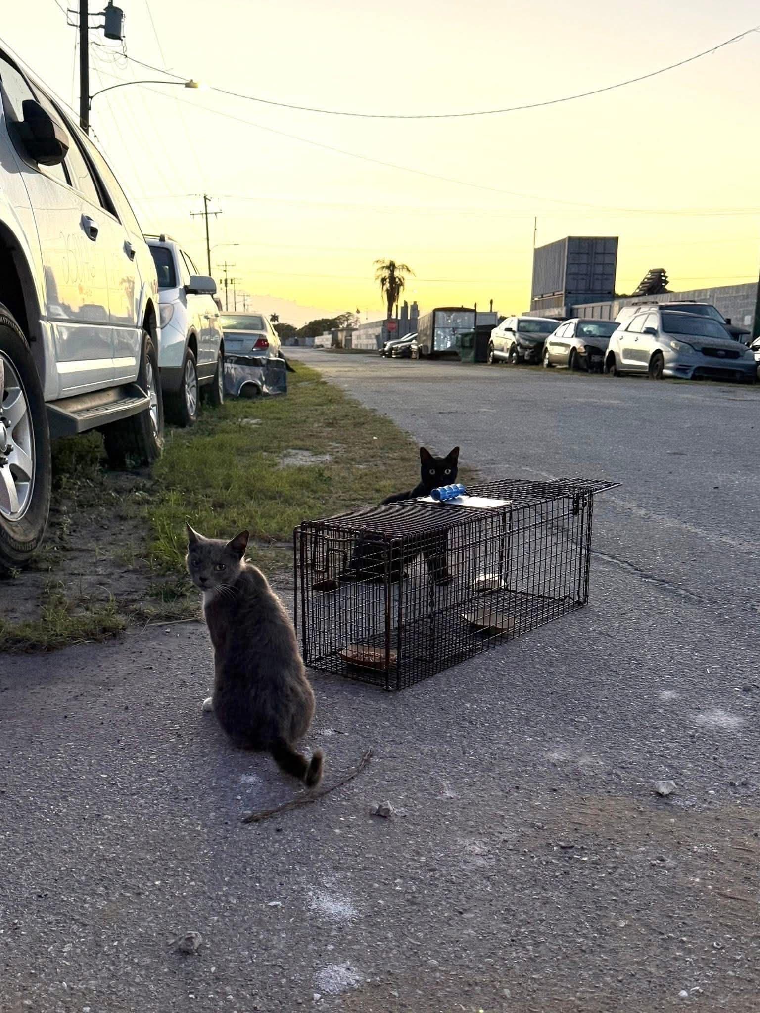 Photo of 44 CATS TNVR