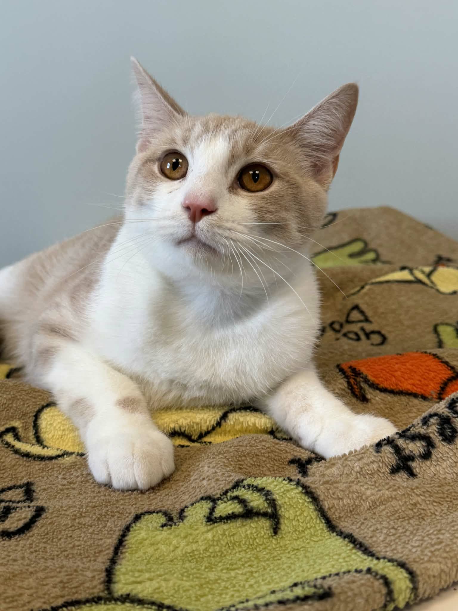Photo of Creamsicle