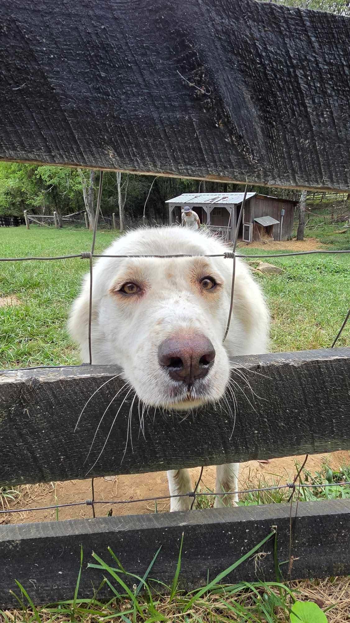 Photo of Big Boi