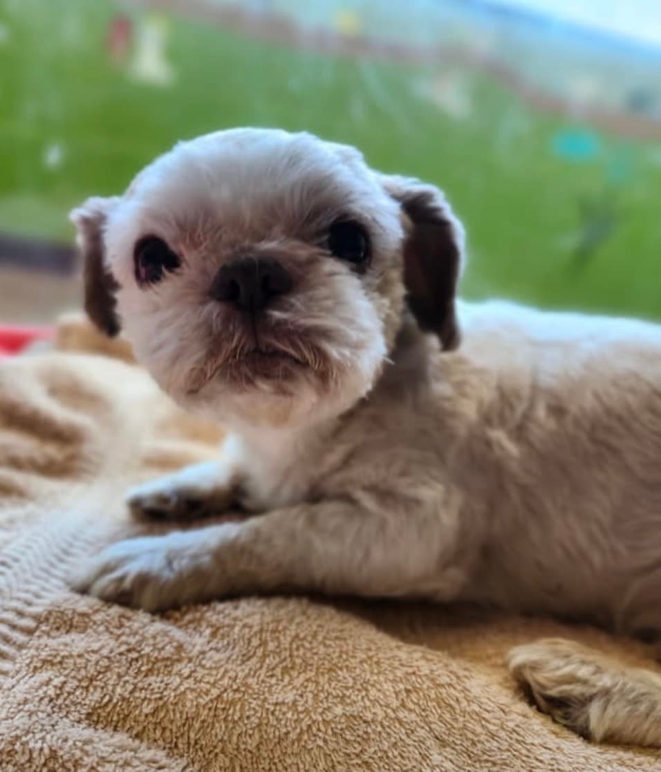 Photo of Bandit
