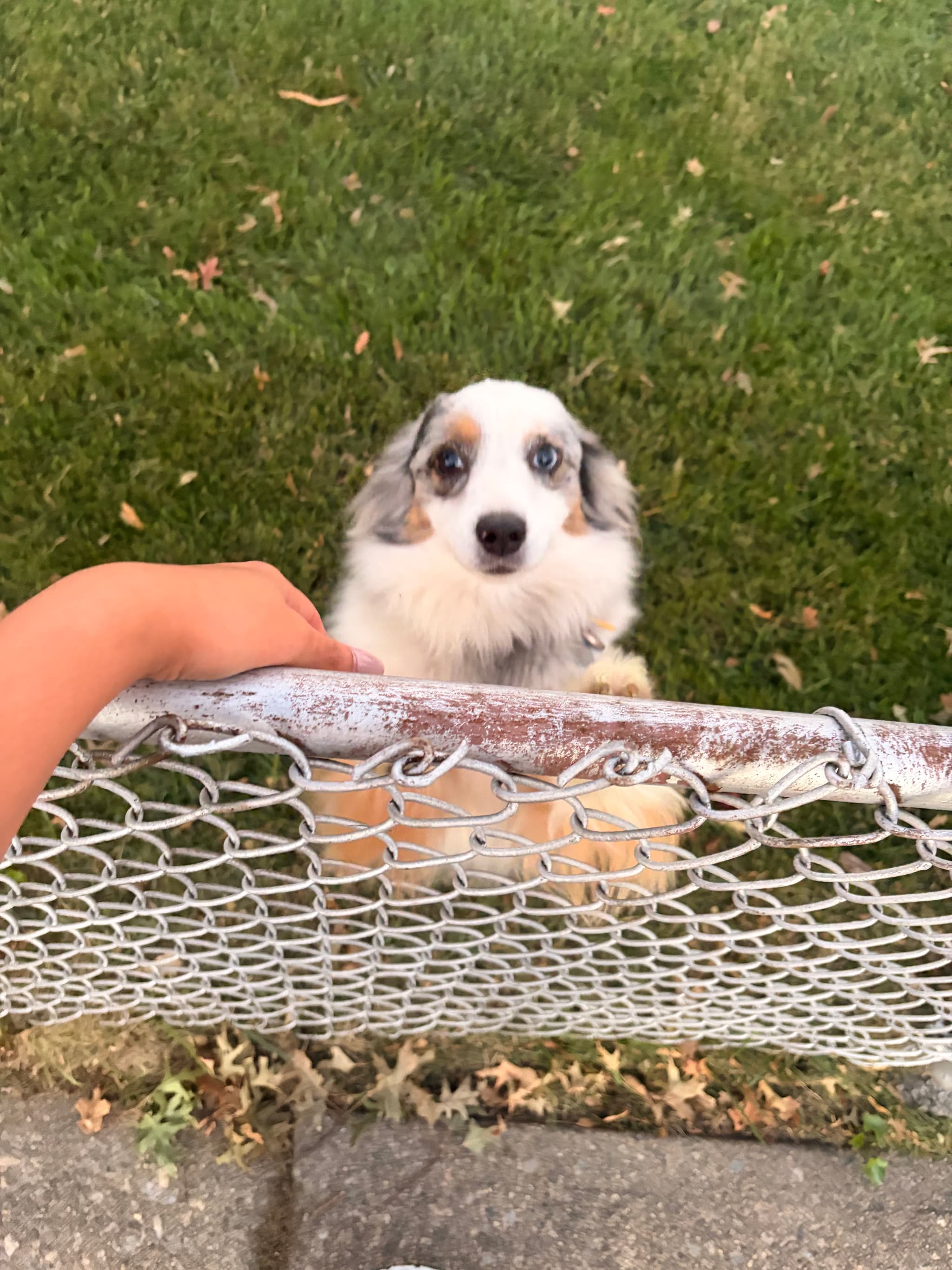 Photo of Daisy