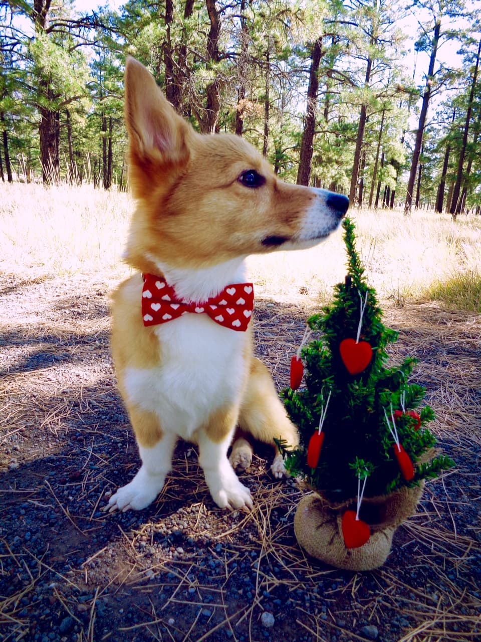 Photo of Cubby