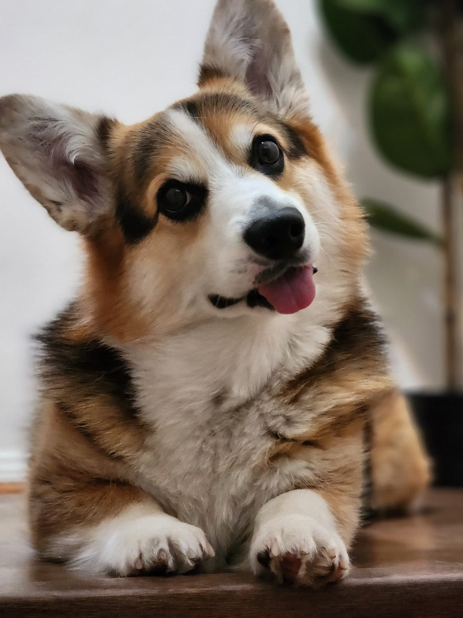 Photo of Robin the Corgi Wonder