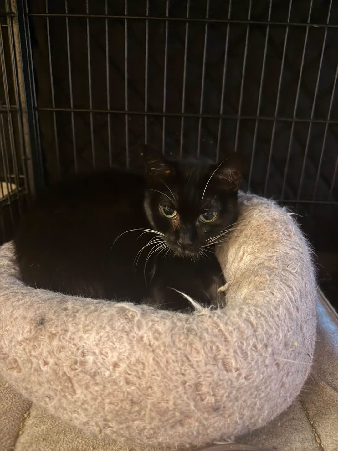 Photo of Nova