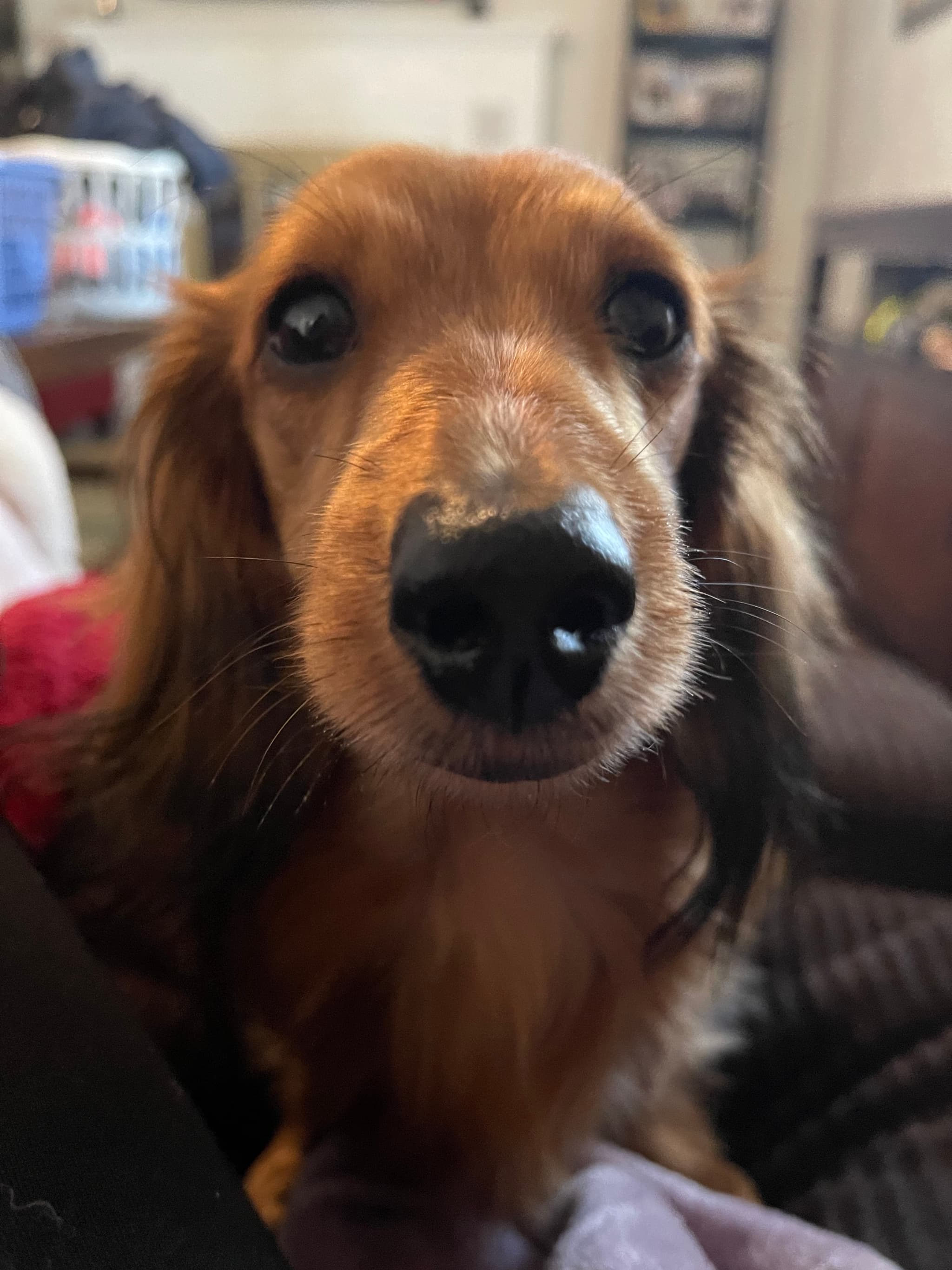 Photo of Penelope