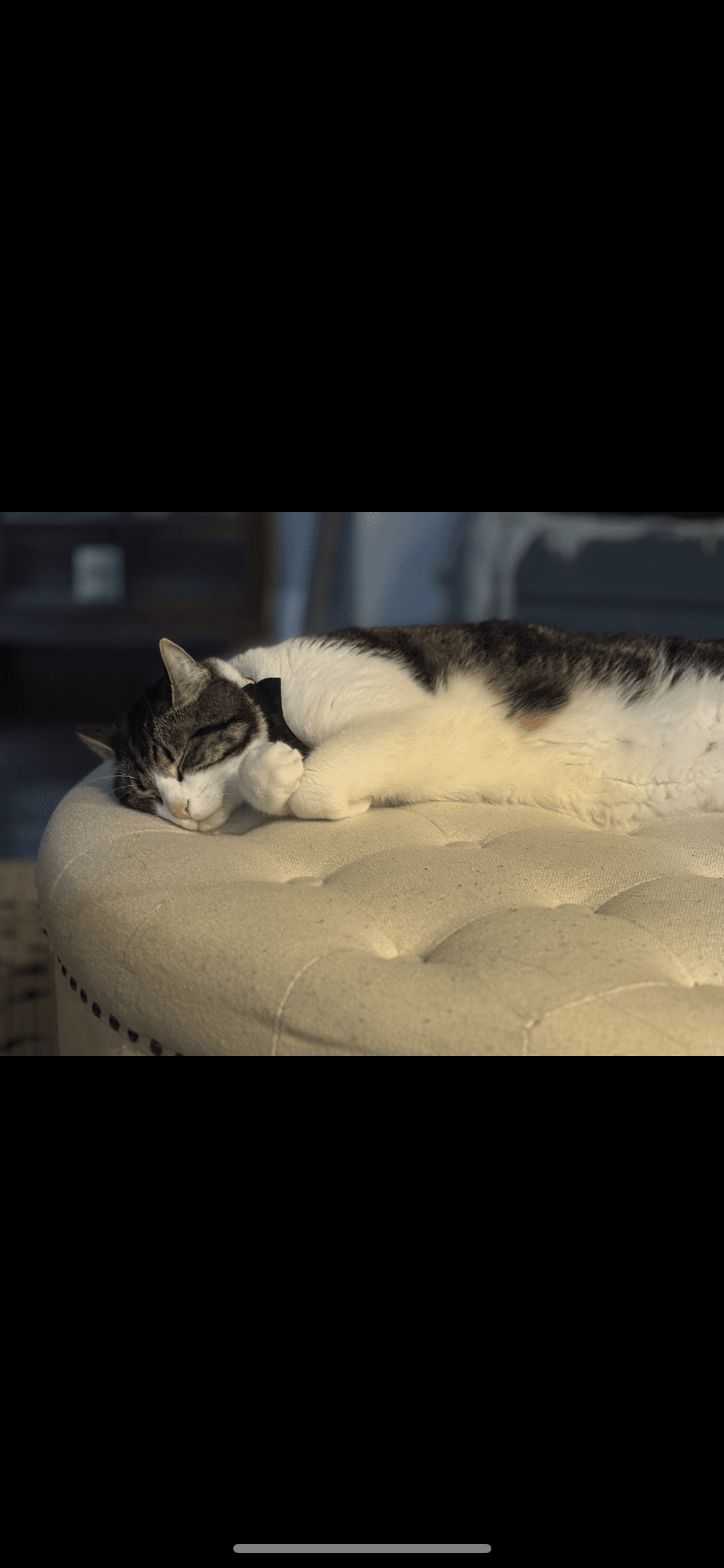 Photo of Ollie