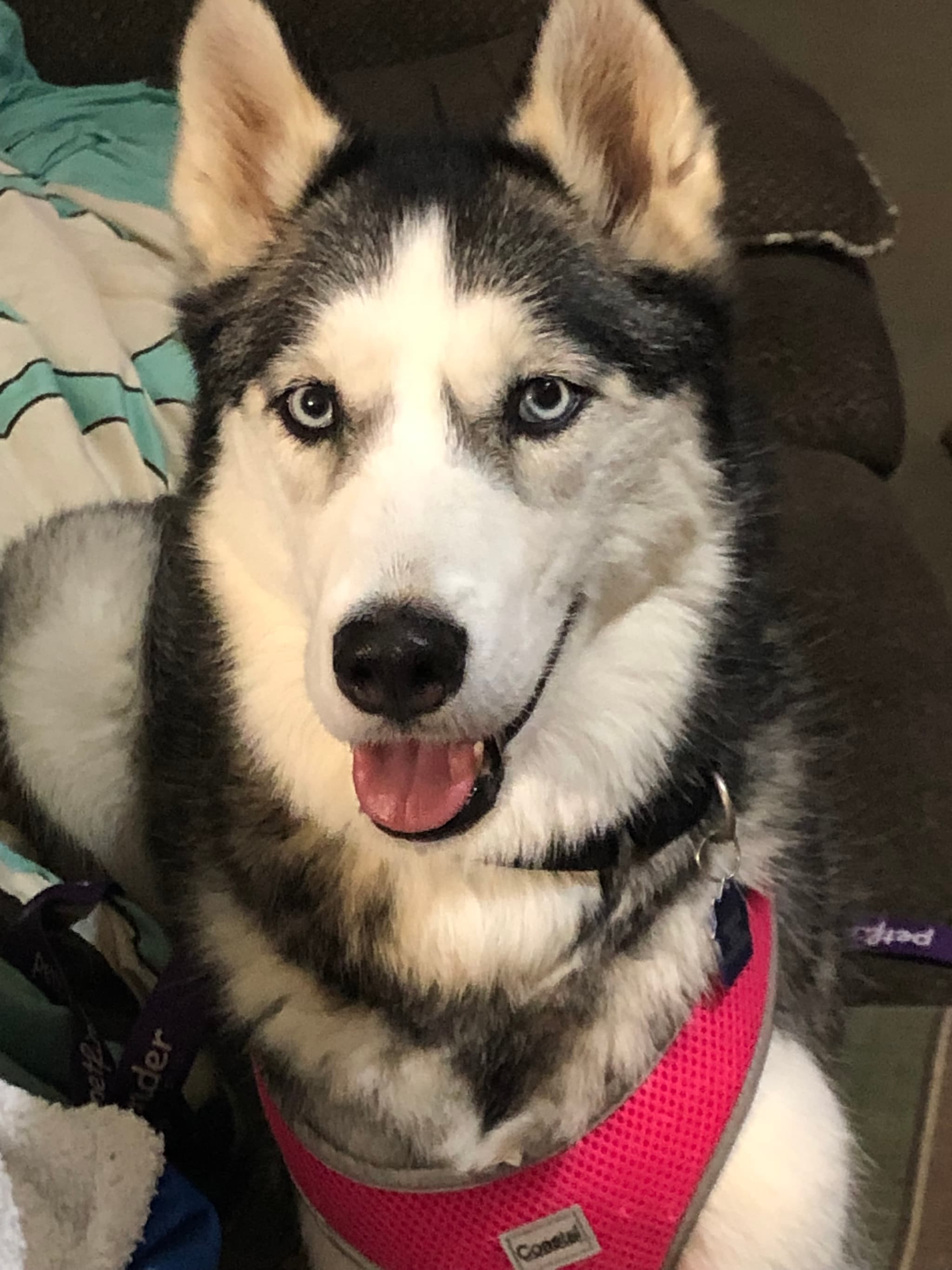 Photo of Freyja