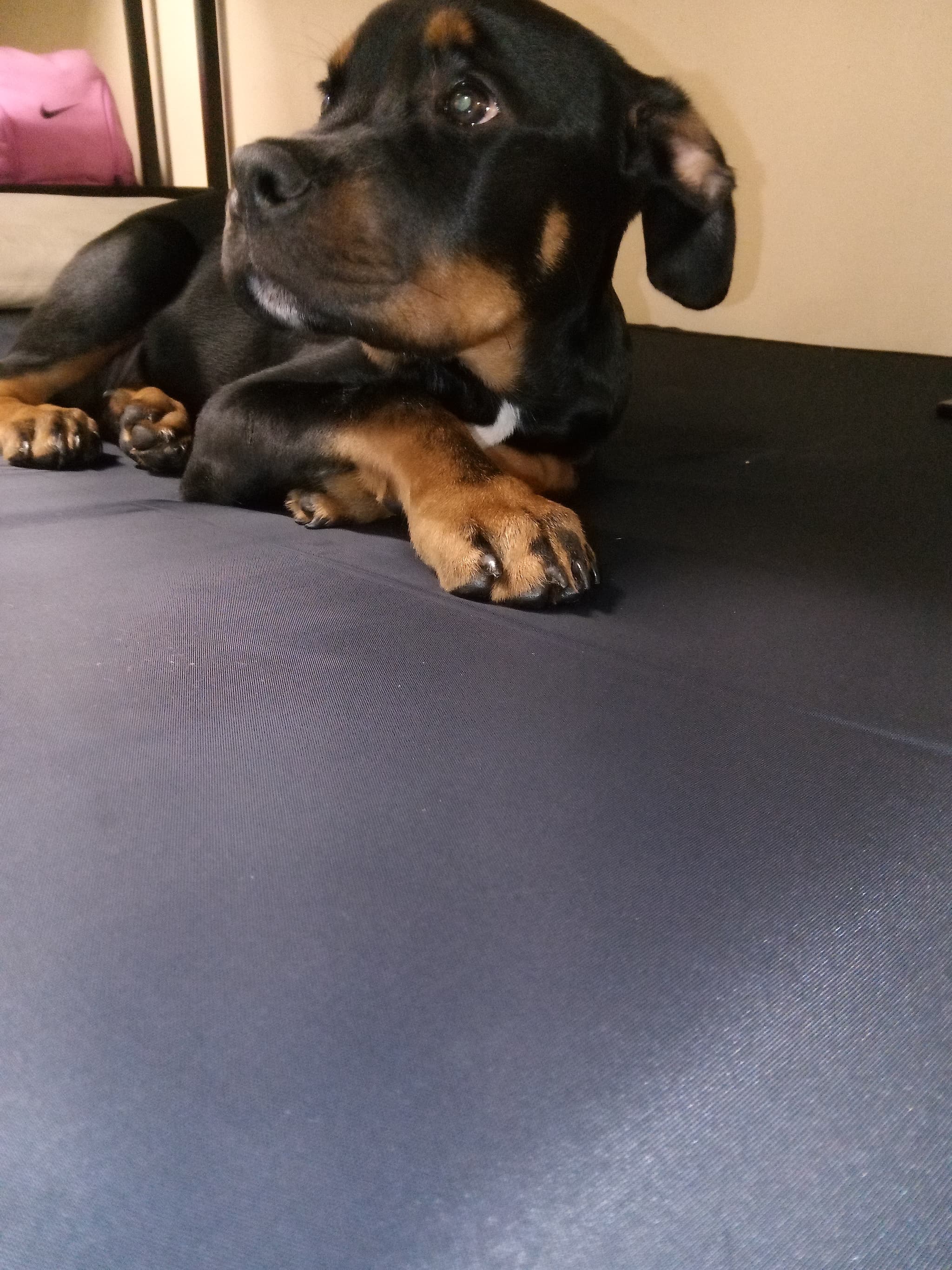 Photo of Chop