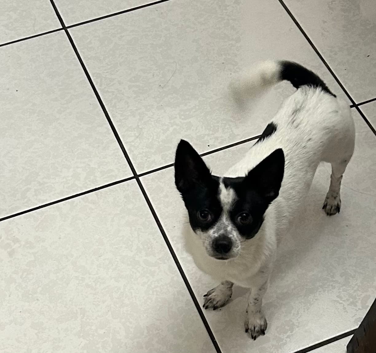 Photo of Dot