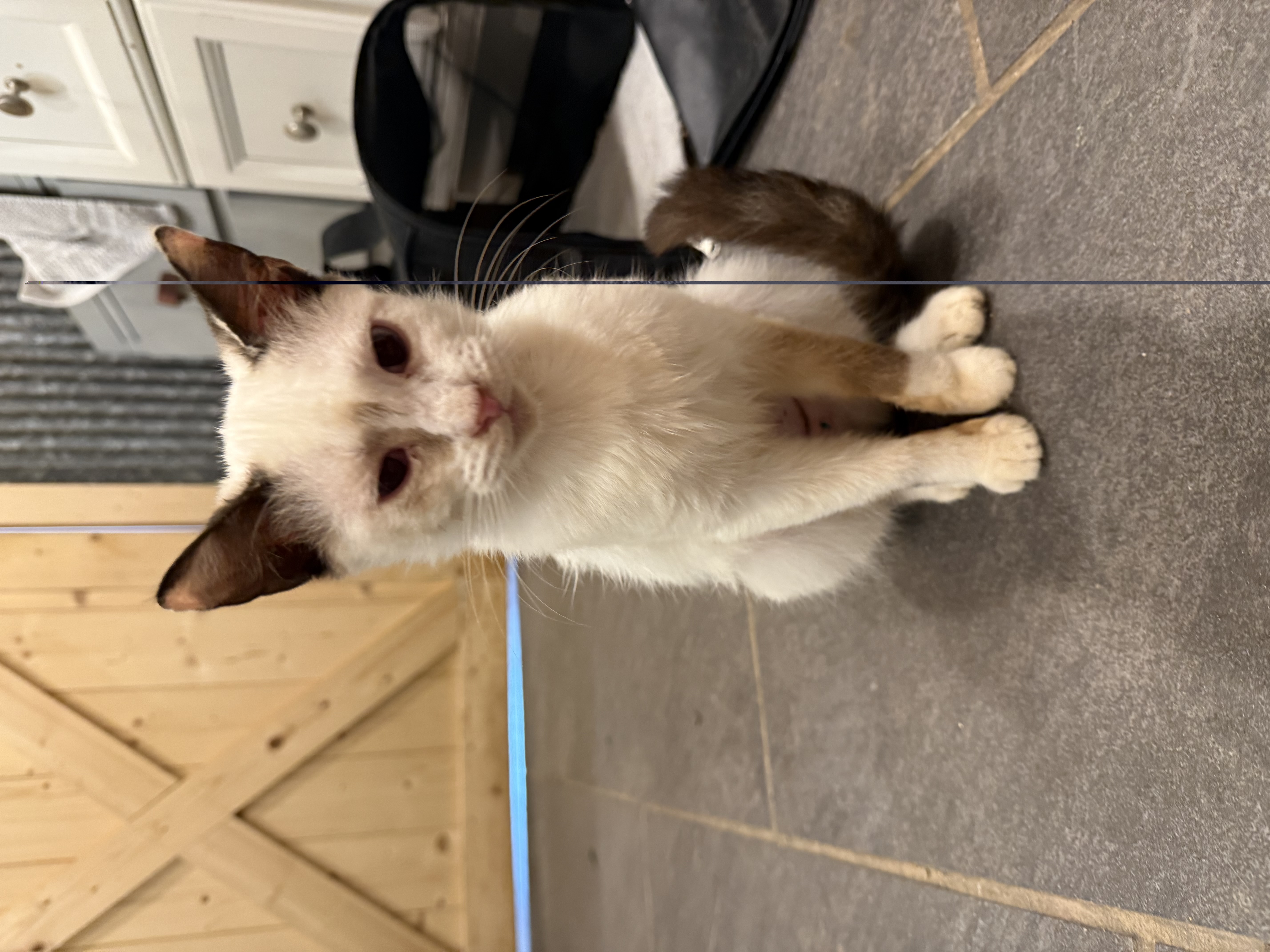 Photo of Rabbit